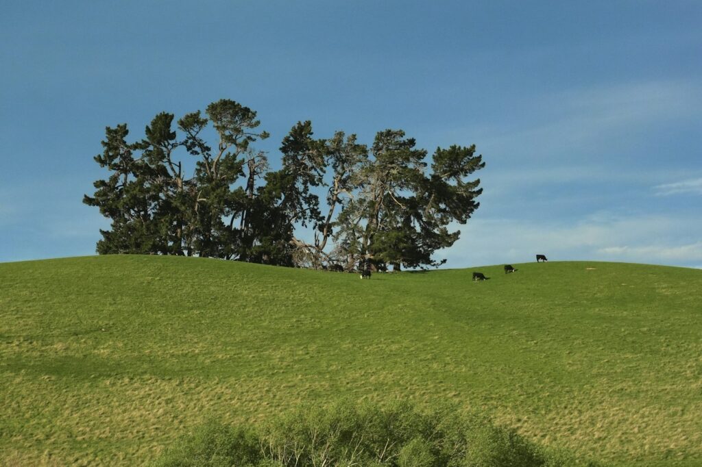 Open grassy pasture under a stand of tall trees, rural land of the type for sale near Fort Benning